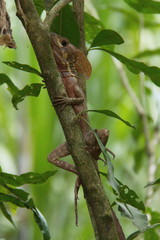 Jesus Christ Lizard in Costa Rica