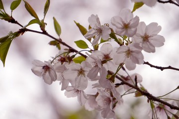 .......葉桜ー斜めの桜の枝、中央に花の塊