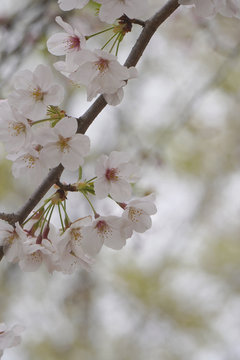 桜の花ー斜めに下がったサクラの枝、後ろをぼかして右下はコピースペースの縦長写真