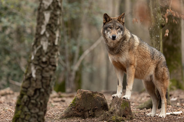 Grijze wolf in het bos