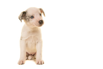 Cute white puppy with blue eyes sitting looking to the right isolated on a white background