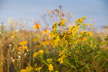 Field with multicolored flowers