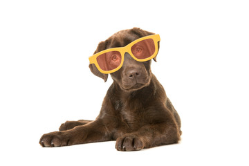 Brown labrador retriever puppy lying down looking at the camera wearing large funny sun glasses isolated on a white background