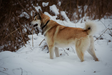 winter walk with a dog