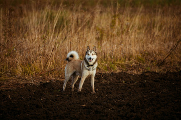 Obraz premium walk in the field with a dog