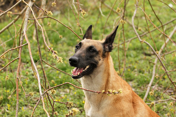 Naklejka premium Spring portrait of a dog, a beautiful dog breed Belgian Shepherd Malinois, spring tree branches