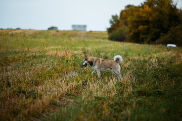 Obraz na płótnie Canvas walk in the field with a dog