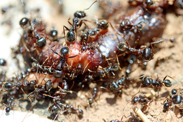Ants eating an earthworm.