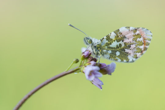 Orange tip butterfly resting on a cuckoo-flower with a green background