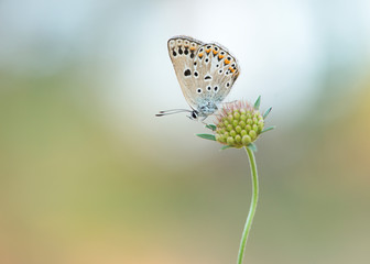 Escher’s blue butterfly resting on a flower on a soft green and blue background