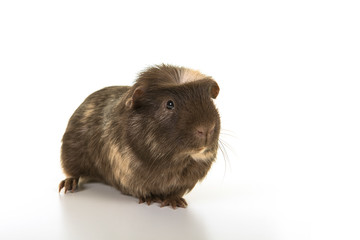 Crested guinea pig seen from the front on a white background