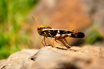 Grasshopper lifting its legs, Satara, Maharashtra, India.