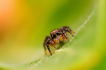 Fototapeta premium Jumping spider - Langona sp looking down, Satara, Maharashtra, India.