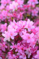 Flowers on the trees