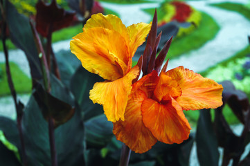 Canna flower also called canna lily in the garden - variety called Canna hortensis - obrazy, fototapety, plakaty