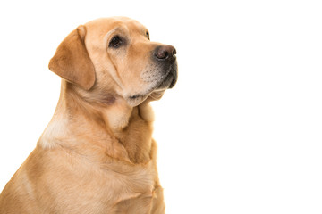 Portrait of blond labrador retriever looking to the right on a white background