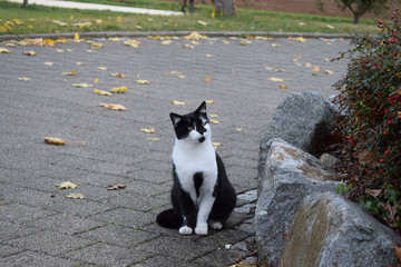 Black/White Cat in Autumn / Katze im Herbst
