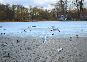 group of seagulls on beach