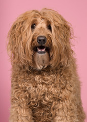Portrait of a labradoodle looking at the camera on a pink background