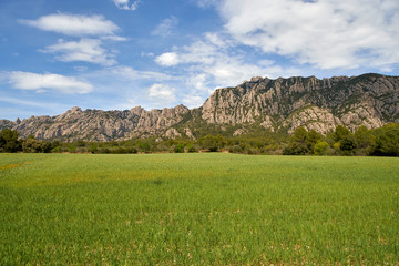 Fototapeta premium summer day view field with poppies on a background of mountains
