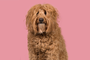 Portrait of a labradoodle on a pink background