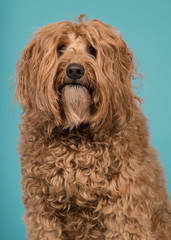 Portrait of a labradoodle looking at the camera on a blue background in a vertical image with mouth closed