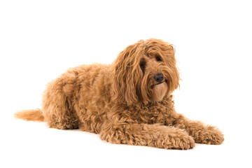 Labradoodle lying down and looking at the camera isolated on a white background