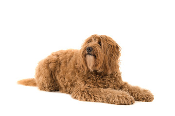 Labradoodle lying down and looking up isolated on a white background