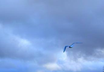 group of seagulls on beach