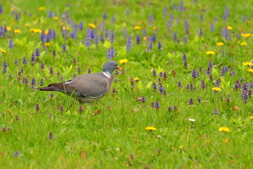 Bird on meadow. Common wood pigeon on green grass.