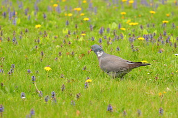 Bird on meadow. Common wood pigeon on green grass.