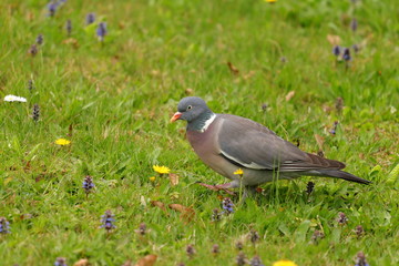 Bird on meadow. Common wood pigeon on green grass.