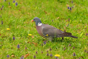 Bird on meadow. Common wood pigeon on green grass.