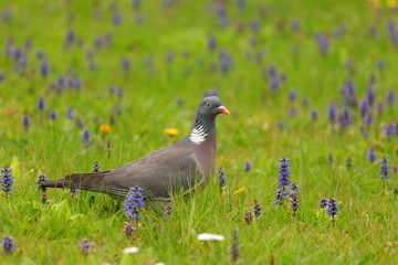Bird on meadow. Common wood pigeon on green grass.