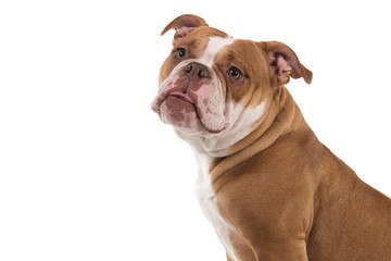 Portrait of an old english bulldog looking away seen from the side isolated on a white background