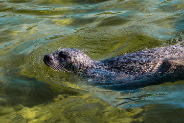 Naklejka premium Seal