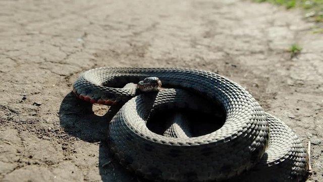 A large and poisonous snake or viper curled up on the ground, it hisses and shows its tongue, it is ready at any second to jump and sting its victim