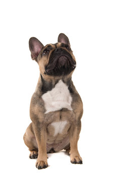 Sitting french bulldog looking up isolated on a white background in a vertical image