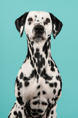 Portrait of a dalmatian dog looking at the camera on a blue background in a vertical image