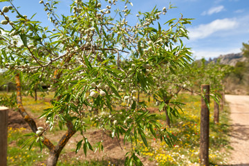 Fototapeta na wymiar Olive Tree Plantation. An olive tree branch shoot by dolly. The camera traveling up in the plantation. Lone olive Growing. Olives on a branch.