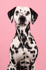 Portrait of a dalmatian dog looking at the camera on a pink background