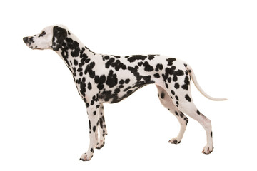 Standing dalmatian dog isolated on a white background seen from the side