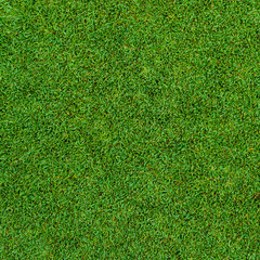 Fototapeta premium Background and texture of Beautiful green grass pattern from golf course