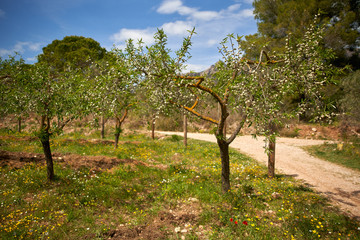 Olive Tree Plantation. An olive tree branch shoot by dolly. The camera traveling up in the plantation. Lone olive Growing. Olives on a branch.