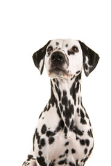 Portrait of a dalmatian dog looking up isolated on a white background in a vertical image