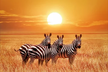 Türaufkleber Zebra Afrikanische Zebras bei Sonnenuntergang im Serengeti-Nationalpark. Tansania. Wilde Natur Afrikas.