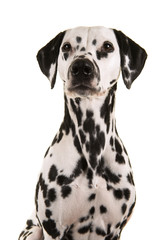 Portrait of a dalmatian dog glancing away isolated on a white background