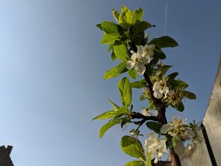 Flowering young plum tree on a balcony