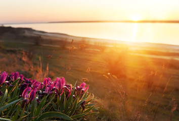 Blooming wild iris flower by the lake. Ukraine. Odessa region. © Ann Stryzhekin