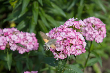 Obraz premium Dianthus chinensis on garden,Insect Hummingbird Hawk-Moth Flower Rainbow Pink